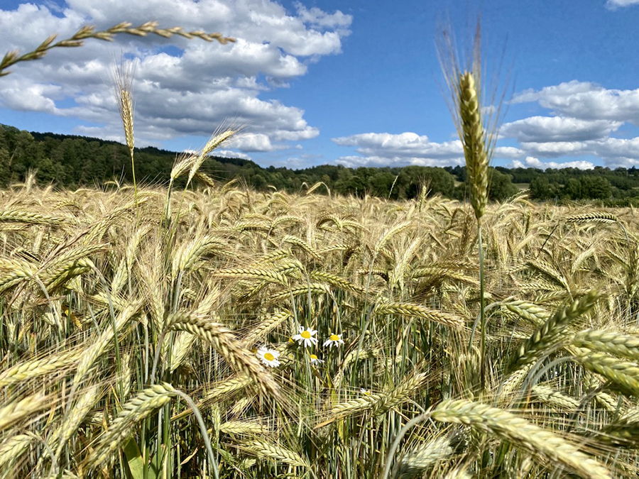 Feld und Landschaft